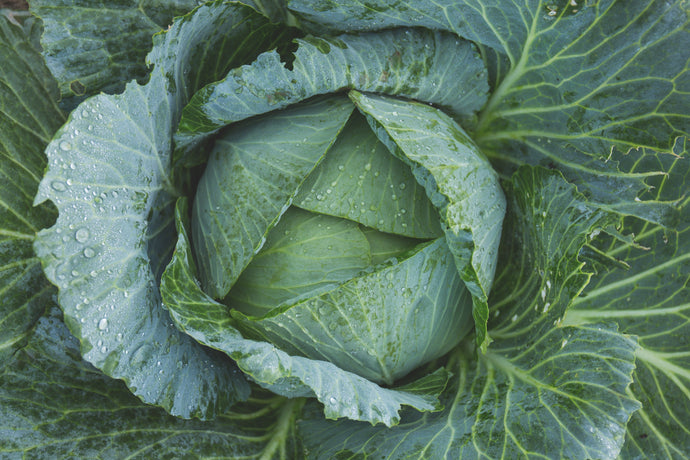How to Get Protein from Plant-Based Foods