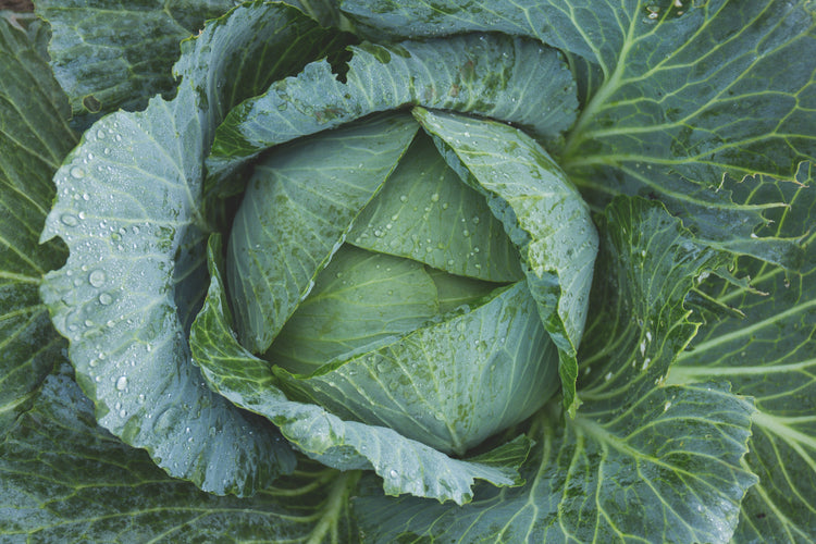 How to Get Protein from Plant-Based Foods