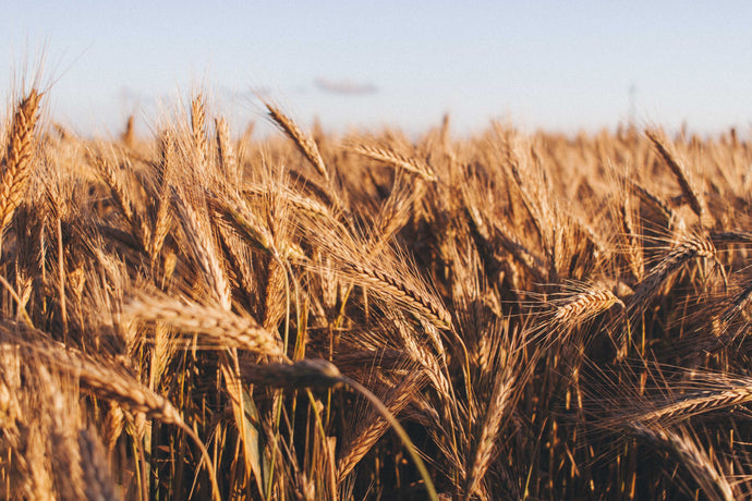 6 Commonly Asked Questions About Gluten
