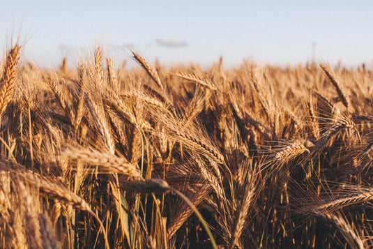 6 Commonly Asked Questions About Gluten